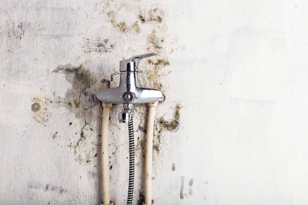 Best Emergency Mold Removal  in Deer Park, NY