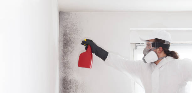 Best Attic Mold Removal  in Deer Park, NY