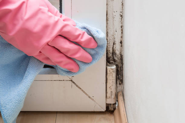 Best Mold Damage Repair  in Deer Park, NY